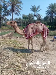  2 قعود حج يصلح قليصه ويصلح عرضه تعال خاص الى يريد فديو