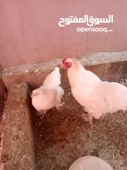 1 حاجه براهمي محصن بياض ديوك وجاج كل الاعمار موجود واي كميا متوفره ان شاء الله