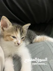  5 كتن شانشيلا للتبني العمر شهرين (الوصف مهم)