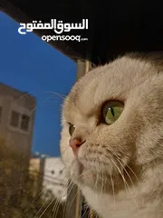  14 قط سكوتش فولد للتزاوج