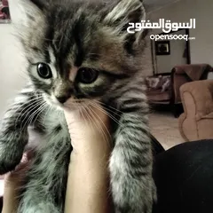 3 6 قطط للبيع الام وأطفالها عمر الام سنه وشهرين والأطفال شهر ونصف