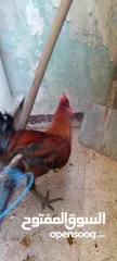  11 ديكين للبيع
