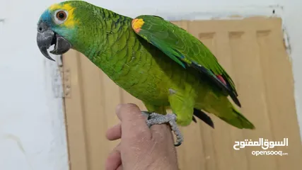  4 جوز كاسكو منتج