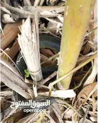  8 مقالب  رعب و نهفات مزح  حشرات دود   و اقعى صرصور و عنكبوت مقلب صدمه مصنعه من السيلكون