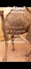  5 جمل صغير عمر 7شهور