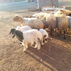  2 تاريخ انشر اليوم 2025/1/10