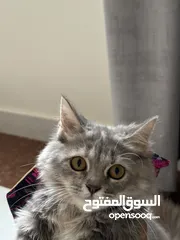  2 قطه شيرازيه