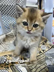 9 سكوتش ستريت غولدن ny 12 تخفيض عالمي عرض بيهز الأرض مش كلام لا بتلحق او لا تابع الوصف بعناية(مهم)