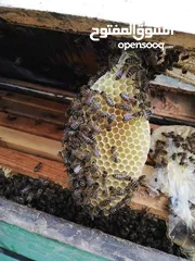  15 عسل .. عسل حبوب لقاح