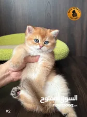  18 High-level British Shorthair kittens with pedigree