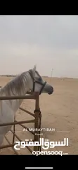  1 حصان مصري معسوف