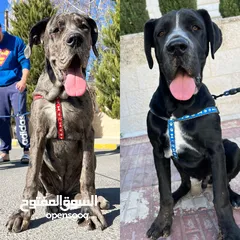  1 كلبين جريت دان great dane مميزين جدا للبيع