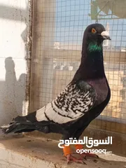  3 تشكيلة حمام مع جوز انجليزيات صفر نخب
