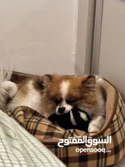  7 كلب نوع بومارينيان مدرب و لم يتجوز الى الان و كان كلب شخصي الي طلبتو من برا