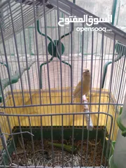  2 كنار طيره صفرا للبيع مع قفص