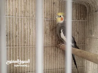  7 عصافير توكتيل جوز عصافير حب مخاليف