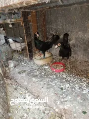  12 حمام زق شي فاخر من الاخر جواز كل جوز بسعره وفي فراخ  جواز مكفوله