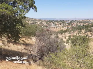  7 ارض زراعية على شارعين في صروت الصوان قرب الفلل و منتزه الامير هاشم قرب بيرين و شفا بدران بسعر مغري