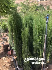  11 مشاتل الاندلس لانتاج وبيع جميع انواع الاشجار البلديه والمستوردة