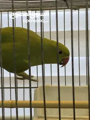  3 ذكر دره جاهز