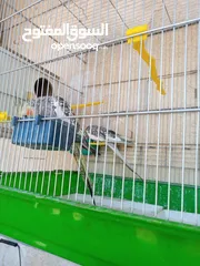  6 ببغاء كوكتيل ذكر وانثى مع قفص كبير