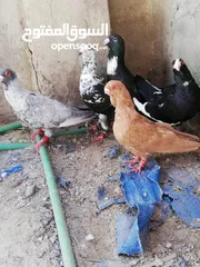  1 خمس حبات بالصلاة عالنبي بسعرر حررق