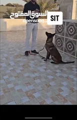  4 تدريب كلاب Dogs Training