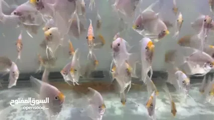  6 Angel fish for sale