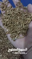  1 دود قبابي حي Live mealworms