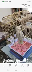  3 ببغاء كوكاتو جوفن اليف جدا جدا عجينه حجم سوبر جامبو ثوب كامل جناح كامل ولا ريشه ناقصه لعوب 24