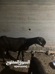  2 عنز شامية نخب للبيع معها جدي