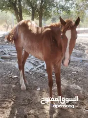  2 مهر نخب بصلات هادي اهدا من النعجه  على النبي كلشي موضح بل صوره على الركوب نار