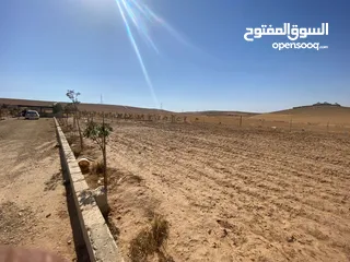  6 مزرعه زيتون
