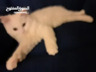  3 قط شيرازي Male pet Persian cat  ذكر. قابل للتفاوض  بأفضل الأسعار