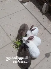  4 متاح 5 اناثي(2  هجين  و3فرنسي على كاليفورني) على وجه شغل