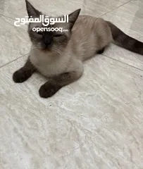 3 قطة سيامي بيور