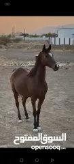  1 خيل مهجنه باطح