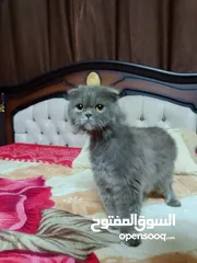  3 قطه سكوتش فولد لون سكني للبيع بسعر مغري جدا للتواصل  القطه اكتير الاليفه وهاديه