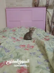  12 قطط سكوتش وهملايا كوراة فرو العمر 55 يوم اناث وذكور