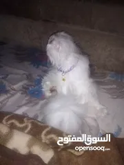  6 قطة انثى هاديه