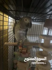  4 African grey fully tamed and playful