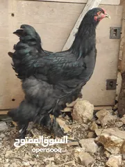  10 ديك براهمي