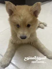  2 جرو عمره شهرين