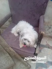  5 كلب فرنسي لعوب