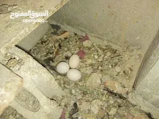  4 السلام عليكم،دجاج بلدي بياض للبيع،عمر سنه سعر الحبه 8 دنانير، صحه ونظافه،الموقع جرش دير الليات،