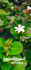  3 ورد الياسمين