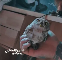  4 البوم موجود قزمي وعقابي وطويل اذن فراغ صحه 100% الرقم بالتفاصيل واتس اب