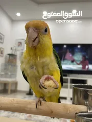  1 White bellied caique