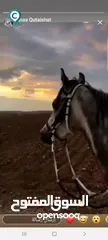  5 حصان عربي واهو مسجل العمر 3 سنوات معسوف مركوب