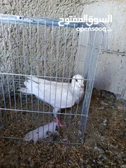  9 حمام للبيع